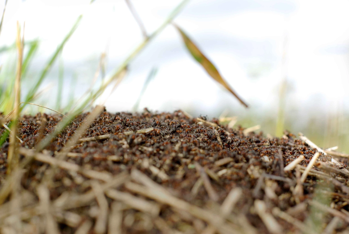 Ant's Kingdom | Mierenboerderijs background