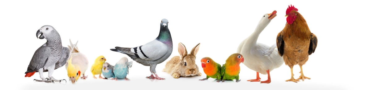 Dovitals achtergrond