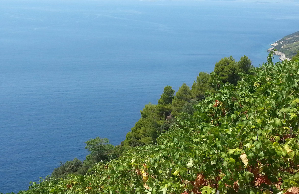 Croatianwine.onlines achtergrond