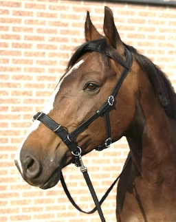 Logo of Art of Riding