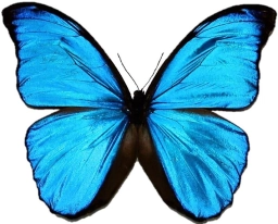 Logotipo de Big Bugs Butterflies