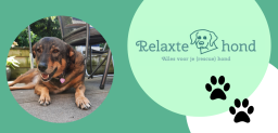 Relaxte hond