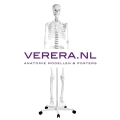 Verera.nl anatomie modellen & posters