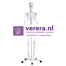 Logo van Verera.nl anatomie modellen, posters, simulatoren en acupunctuur